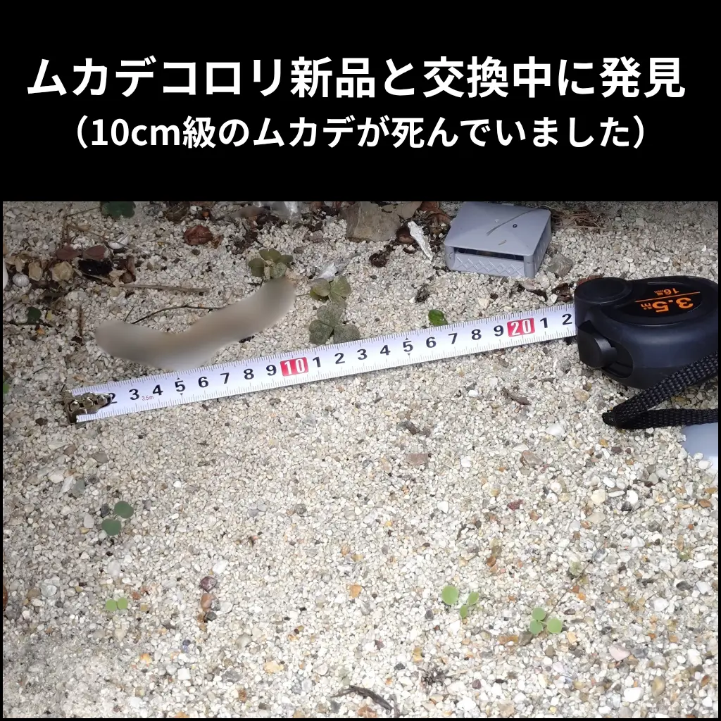 ムカデコロリを新品と交換中に発見した10cm級のムカデ（モザイク処理済み）。設置効果が確認できる。